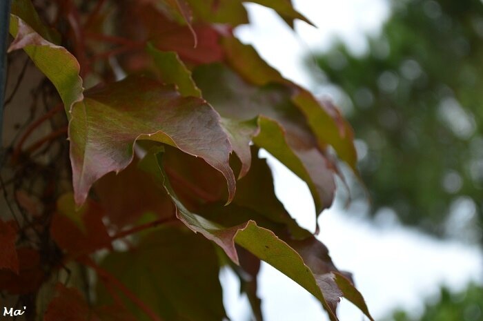 171001_feuilles_automne_1