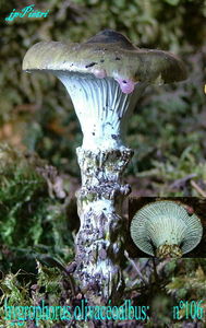 hygrophorus_olivac_oalbus_n_106