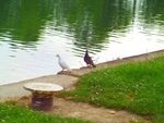 pigeon_noir_et_pigeon_blanc