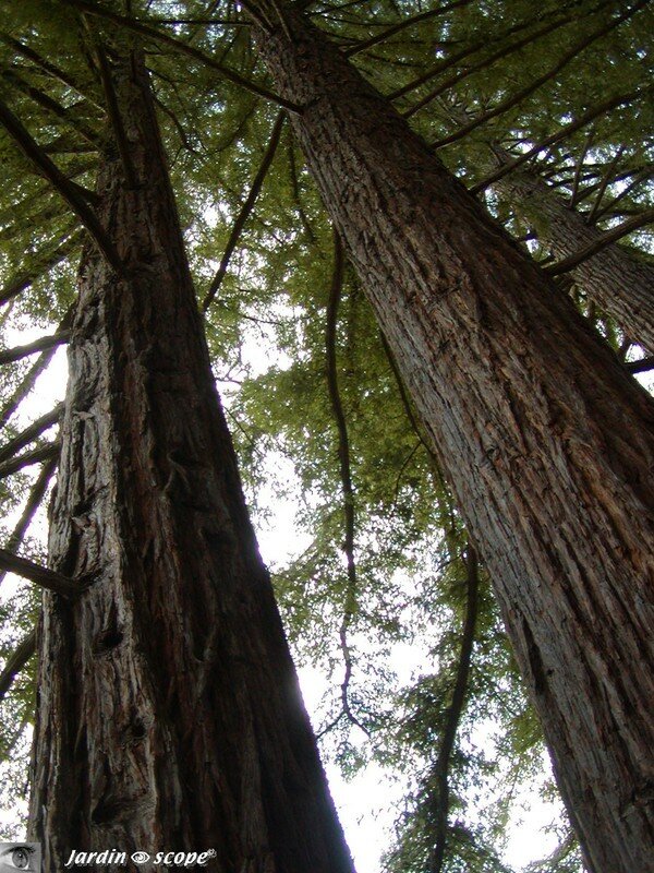 Séquoïa sempervirens