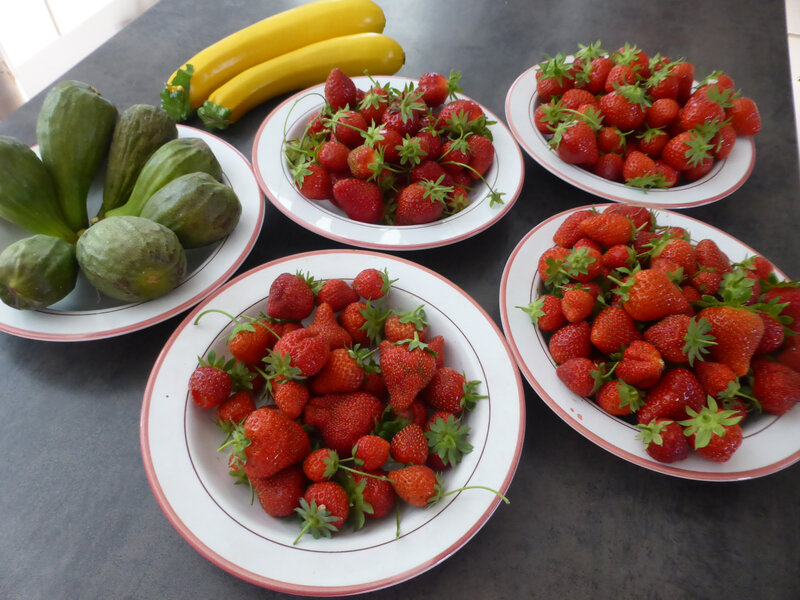7-fraises, figues, courgettes (2)