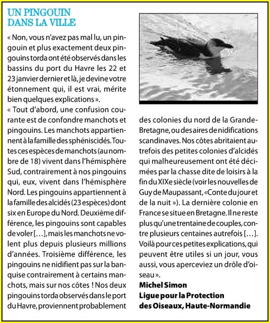 article_presse_pingouin