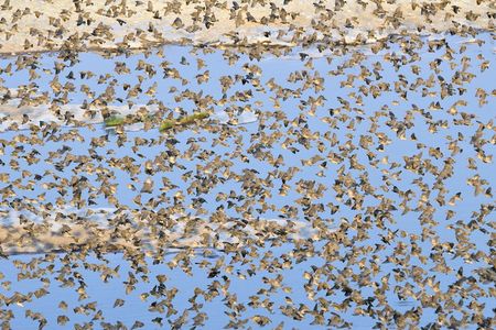 Travailleurs à bec rouge (non nicheurs), parc d'Etosha, Namibie