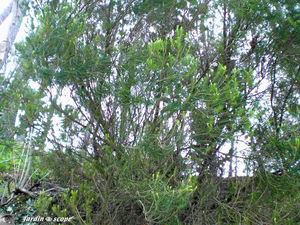 9012_Bruy_re_arborescente