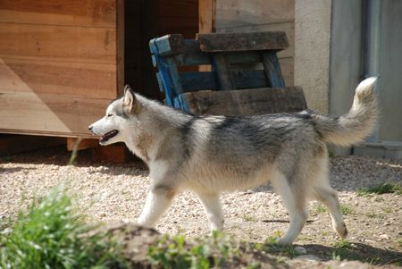 Visite Hinouk mai 2013 - chiots Djinn Chinua - 7 mois_32