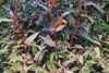 2013_0920_Physocarpus 'Diabolo'_persicaria 'Red Dragon'