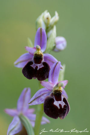 2012_05_07_Ophrys__x_Chiesesica_05