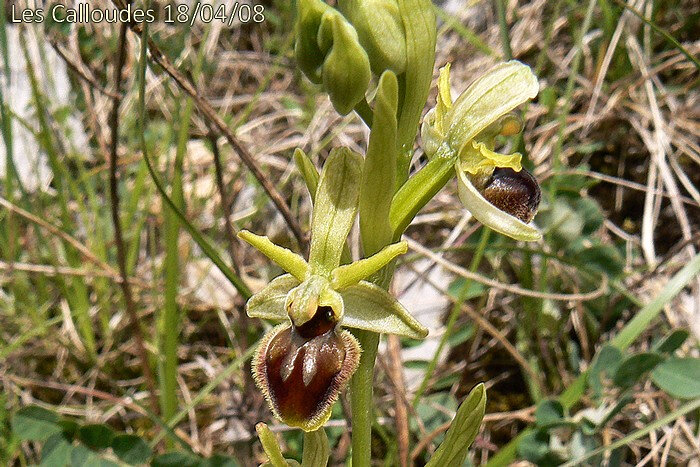 Ophrys aranifera subsp aranifera