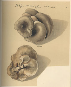 clusius_watercolor