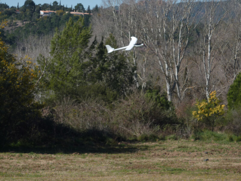 P1060439