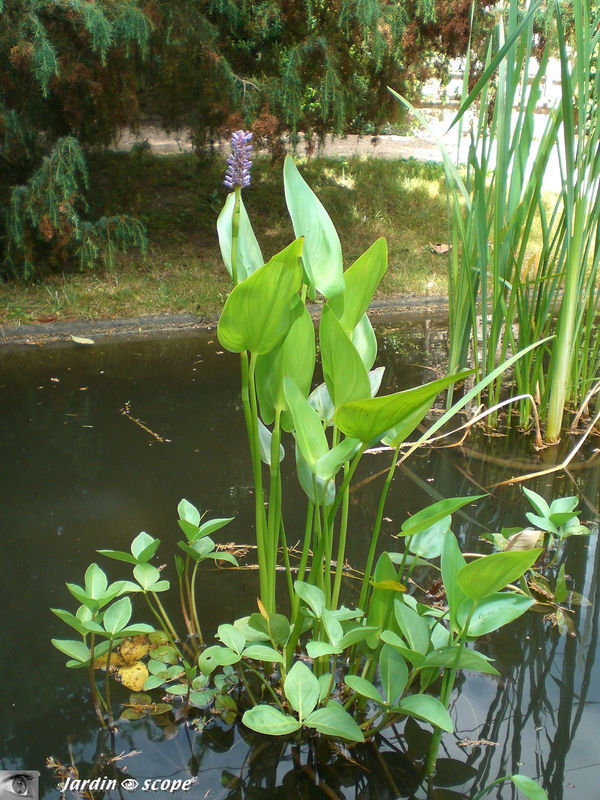 Plantes aquatiques