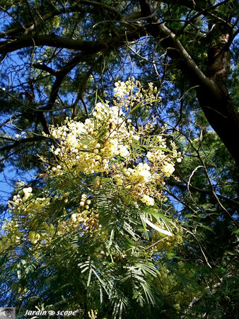 8771_Mimosa_en_arbre