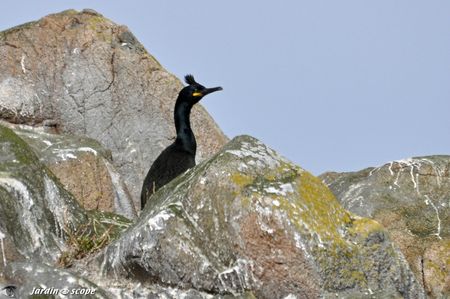 0059-Cormoran-huppé-nicheur-à-Bréhat