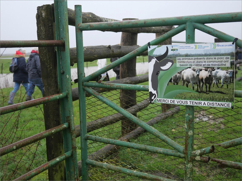Univ maraich sortie communaux 020220 ym 3