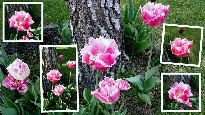 16 04 24 18h22 Tulipes perroquet rose