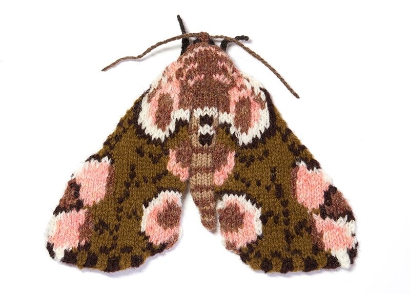 peach-blossom-moth-1