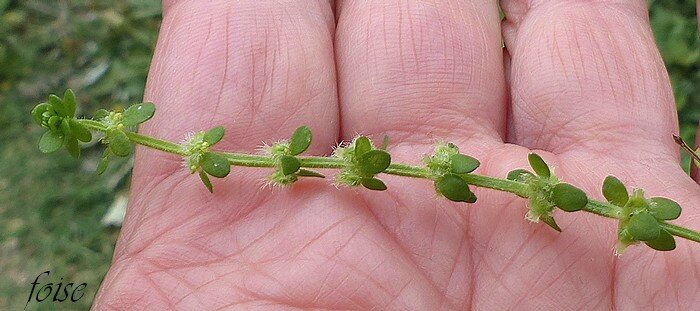 feuilles verticillées par 4 obovales-oblongues un peu épaisses