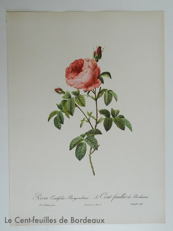 Cent feuilles de Bordeaux Redouté muluBrok