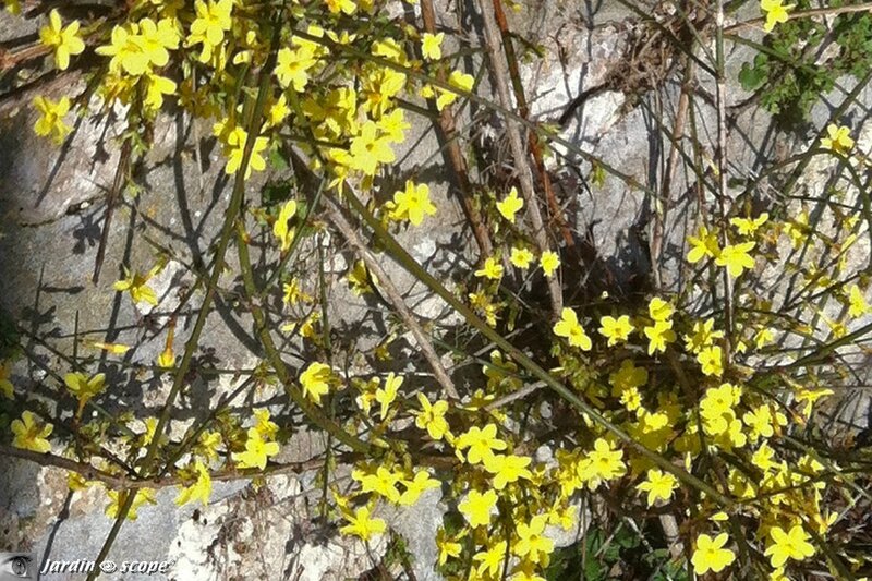 Jasmin d'Hiver • Jasminum nudiflorum