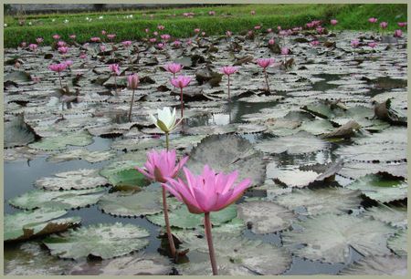 LOTUS_BALI4