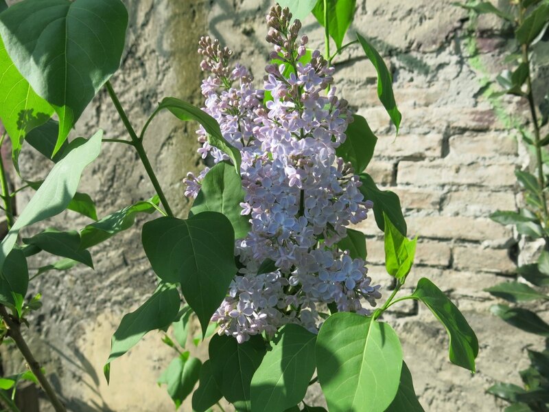 lilas fleuri