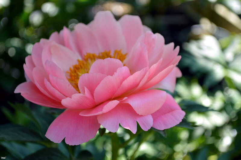 190501_pivoines_riviere_7