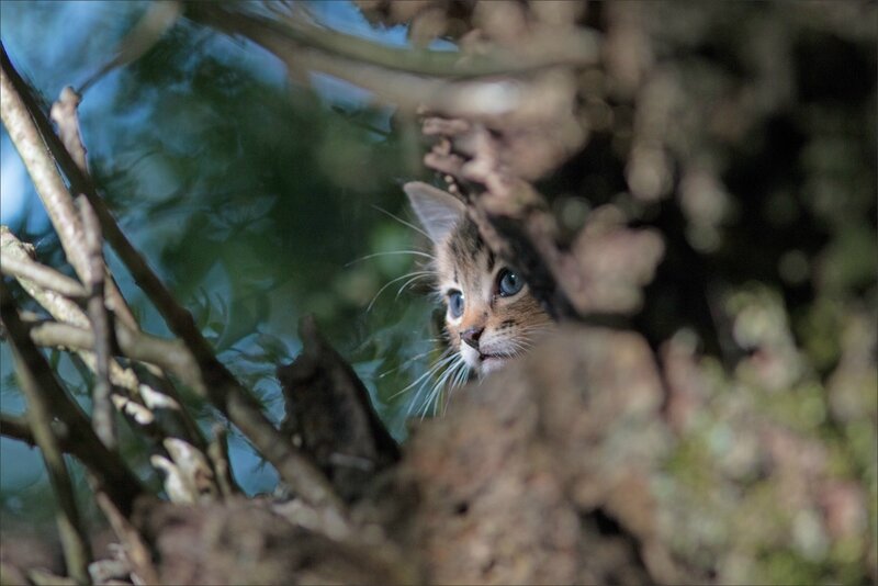 Puits Enfer chat matin 130816 39 arbre regard