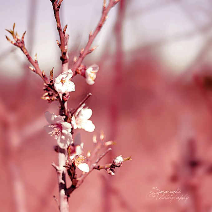 cherry Blossomc