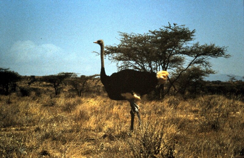 tsavo autruche a