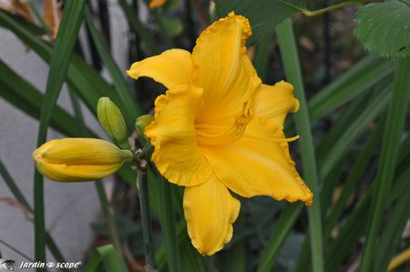 Hemerocallis-Ed-Kirchhoff-2