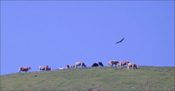 Aragon lulu troupeau vautour 250612
