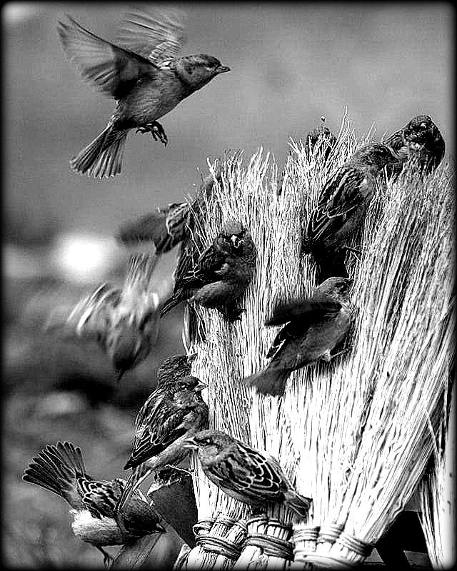 OISEAUX2