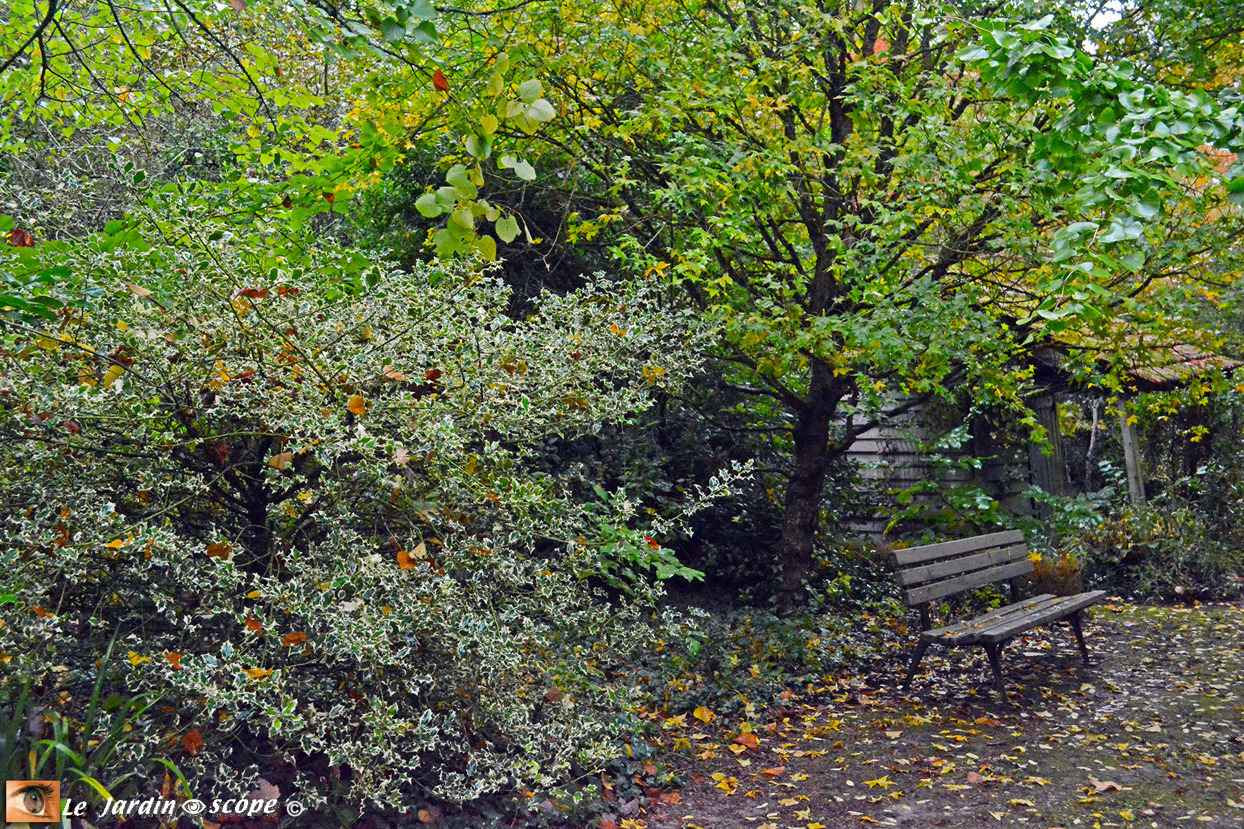 Banc au conservatoire d'Ilex de Meung-sur-Loire (41)
