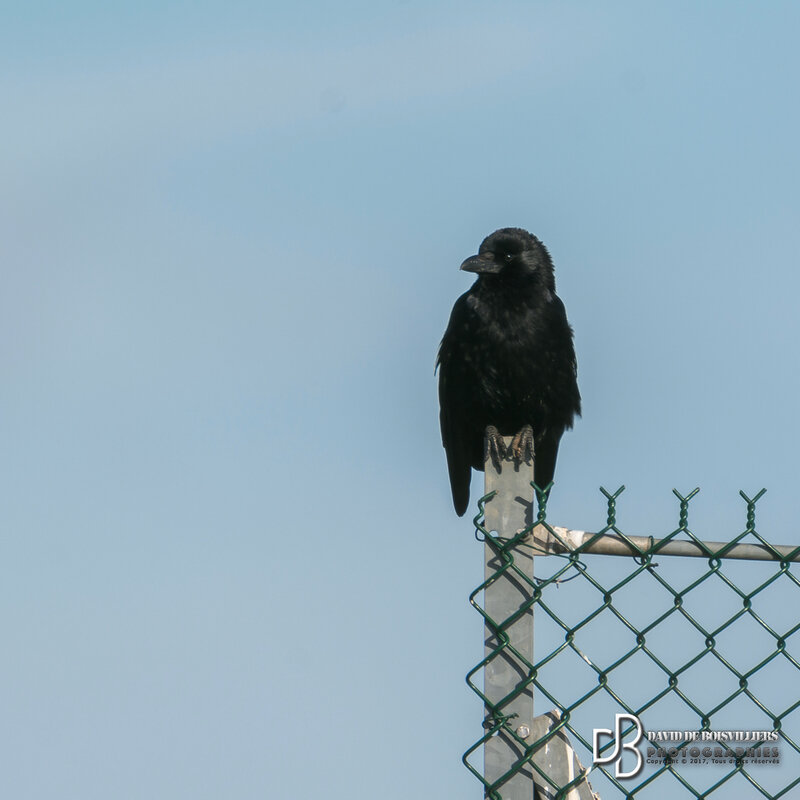 Corneille Noire (Corvus Corone)