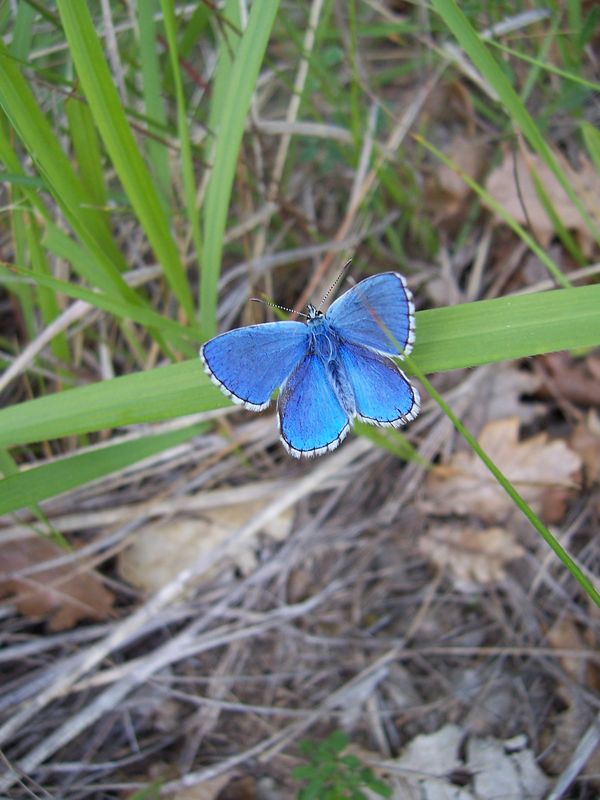 papillon_diurne_azure_bleu_celeste_polyommatus_bellargus_male_roquebilliere_04_06_2005