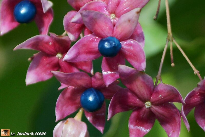 Clerodendron-Trichotomum-Fruits