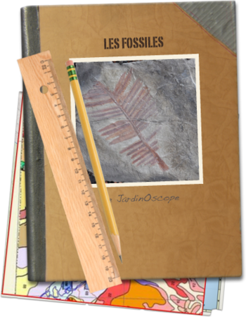 Les-fossiles