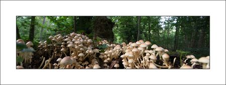 Galuchet_champignons_pano_290910