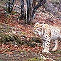 Un projet de barrage menace les derniers lynx des <b>Balkans</b> 