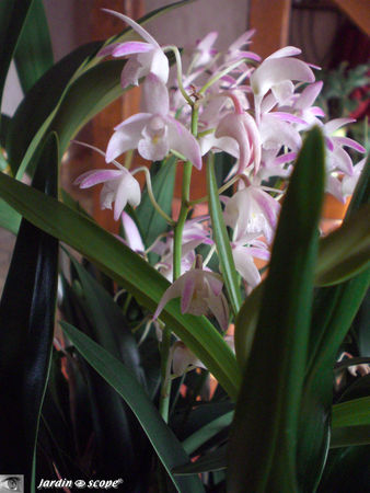 Dendrobium Berry Snow Fairy
