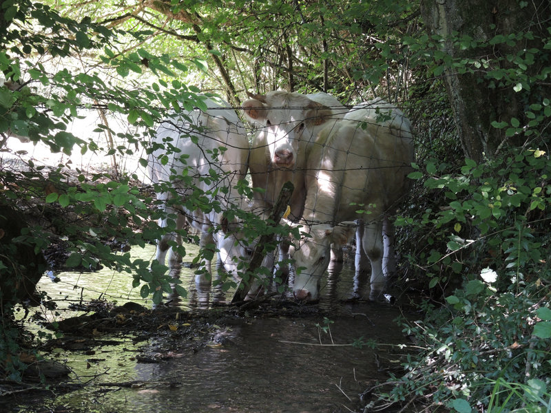Champvoux, vaches dans ruisseau (58)