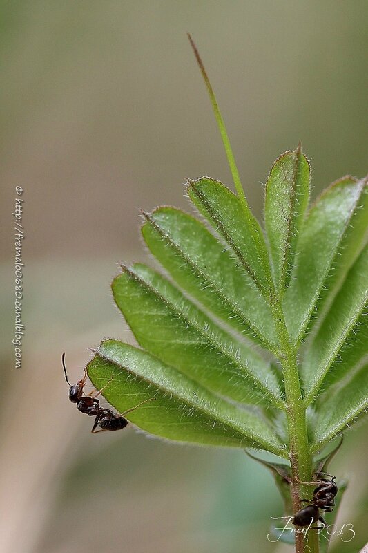 Formica sp