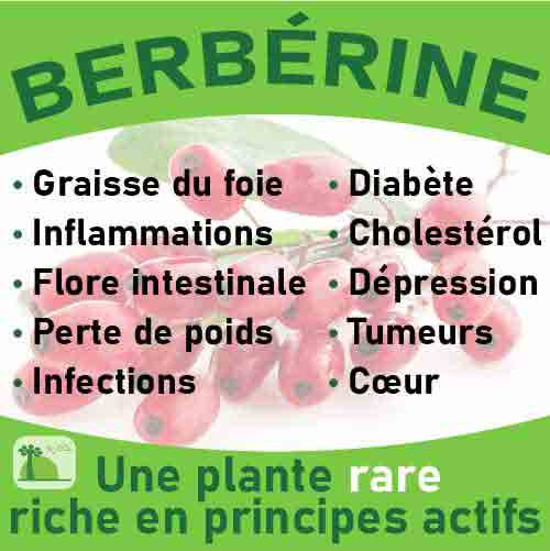 berberine-baomix-laboratoire-biologiquement-phytotherapie-traitement-therapeutique-plantes-medicinales