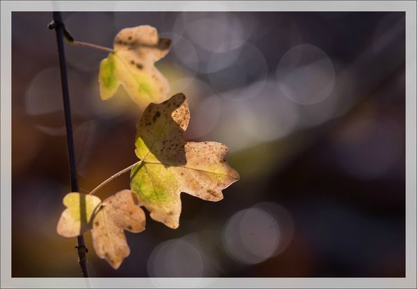 ville feuilles automne 301112