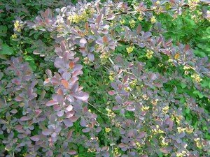 berberis_thunbergii