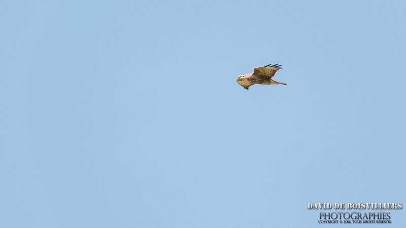 Buse variable (Buteo buteo)