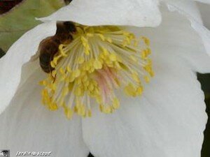 Helleborus