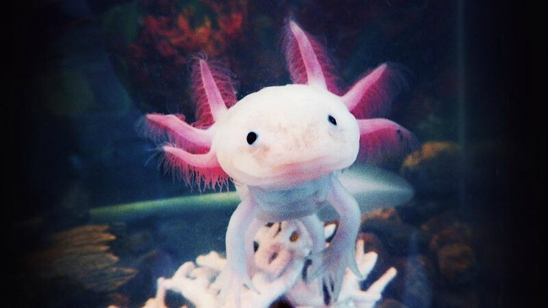 vicious-the-axolotl-kristina-savasta