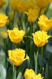 IMG_2497copie2