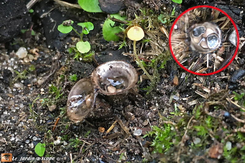 Cyathus olla